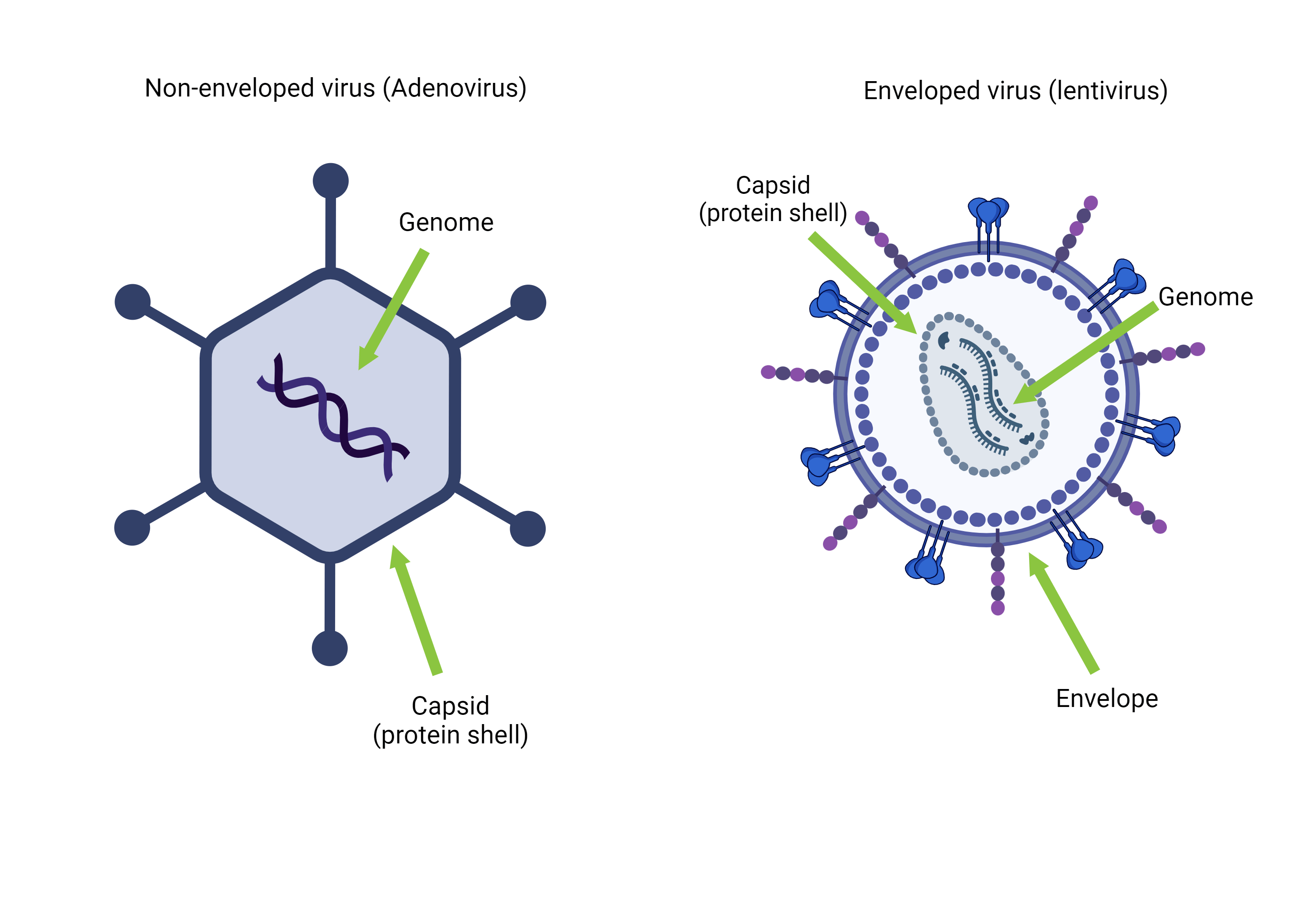 Viral Vectors 101: What Is A Virus (and A Viral Vector)?